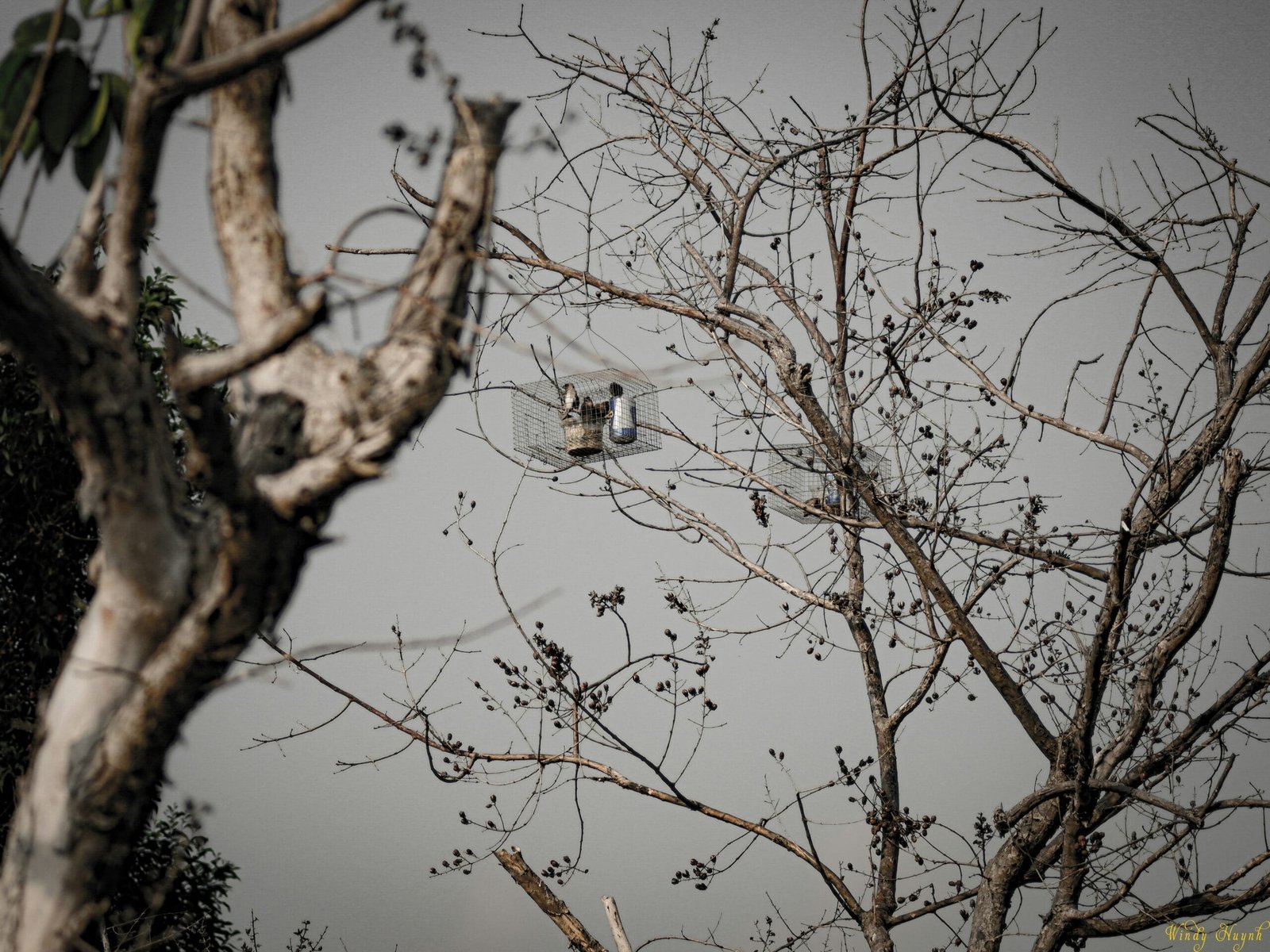 brown leafless tree during daytime
