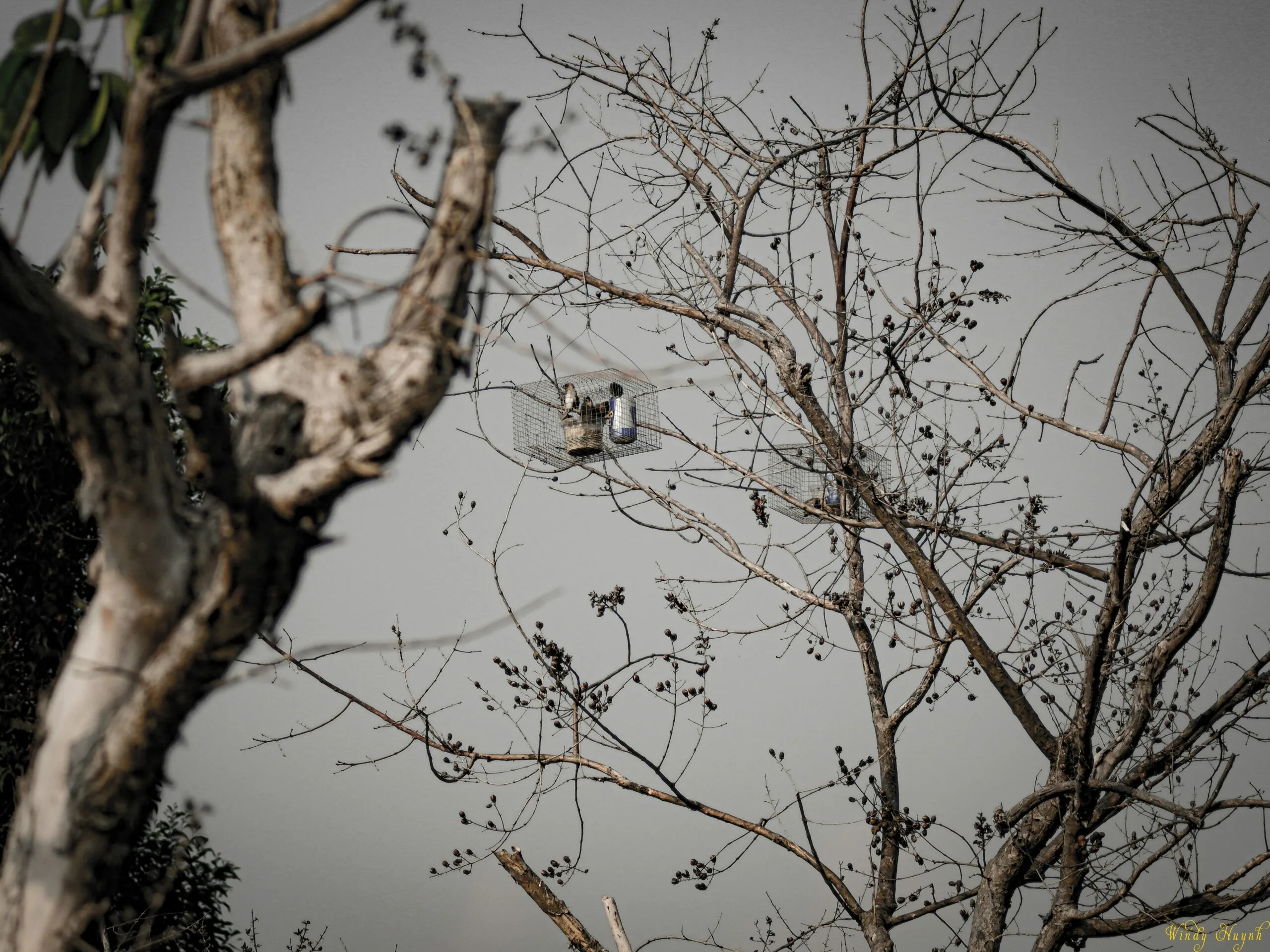brown leafless tree during daytime